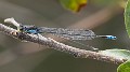 Pseudagrion deningi, Botswana-225051